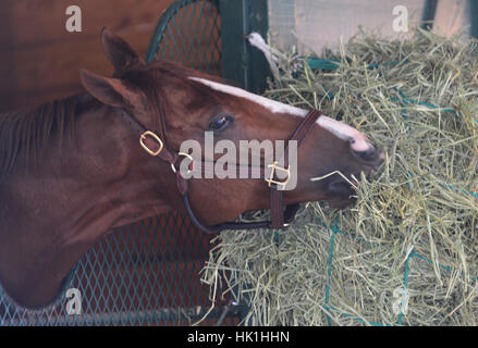 Hallandale Beach, FL, USA. 25 Jan, 2017. California Chrome mange son petit-déjeuner le Mercredi, Mai 25, 2017 à Gulfstream Park à Hallandale Beach, Floride Chrome prendra sur onze autres chevaux de samedi dernier à la Coupe du Monde de Pegasus Gulfstream dans sa dernière course Credit : Sun-Sentinel/ZUMA/Alamy Fil Live News Banque D'Images