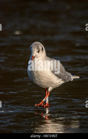 Melton Mowbray, Leicestershire, UK. 25 janvier 2017. Matin frisquet lac recouvert de glace, cygnes bataille à travers la glace. Oiseaux migrateurs oies cendrées et Bernache du Canada reste puis poursuivre leur fuite. Mouette ringed Hongrie orientale marche sur la glace pendant son arrêt sur visite. Credit : Clifford Norton/Alamy Live News Banque D'Images