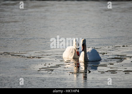 Melton Mowbray, Leicestershire, UK. 25 janvier 2017. Matin frisquet lac recouvert de glace, cygnes bataille à travers la glace. Oiseaux migrateurs oies cendrées et Bernache du Canada reste puis poursuivre leur fuite. Mouette ringed Hongrie orientale marche sur la glace pendant son arrêt sur visite. Credit : Clifford Norton/Alamy Live News Banque D'Images