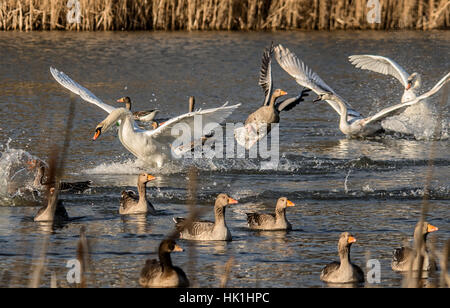 Melton Mowbray, Leicestershire, UK. 25 janvier 2017. Matin frisquet lac recouvert de glace, cygnes bataille à travers la glace. Oiseaux migrateurs oies cendrées et Bernache du Canada reste puis poursuivre leur fuite. Mouette ringed Hongrie orientale marche sur la glace pendant son arrêt sur visite. Credit : Clifford Norton/Alamy Live News Banque D'Images