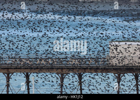 Aberystwyth, Ceredigion, pays de Galles, Royaume-Uni. 25 Jan, 2017. Météo France : Étourneaux swooping around Aberystwyth avant de se reposer sous l'embarcadère pour la nuit, où ils trouvent la chaleur. Comme les gens se rassemblent pour regarder et photographier la vue spectaculaire, après une journée ensoleillée. Crédit : Ian Jones/Alamy Live News Banque D'Images