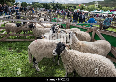 Moutons dans les stylos à la Moorcock Show Banque D'Images