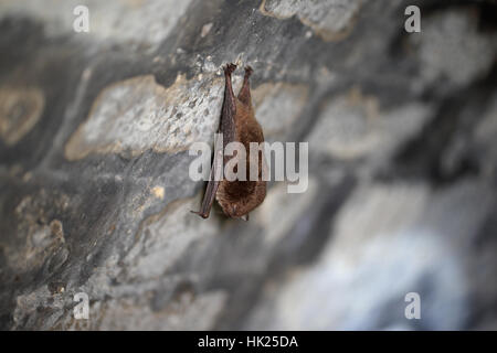 La chauve-souris de Daubenton (Myotis daubentonii) hibernant suspendu à l'envers dans un tunnel de briques Banque D'Images