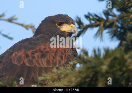 Un tir d'un superbe Harris Parabuteo unicinctus (Hawk) perché sur un pin à regarder les oiseaux à la recherche de son prochain repas. Banque D'Images