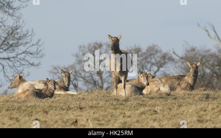 Un groupe Milu Deer également connu sous le nom de Pére David's Deer, (Elaphurus davidianus) reposant sur l'herbe avec un montent la garde. Banque D'Images