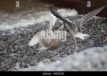 Goéland bourgmestre (Larus hyperboreus) Banque D'Images