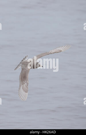 Goéland bourgmestre (Larus hyperboreus) Banque D'Images