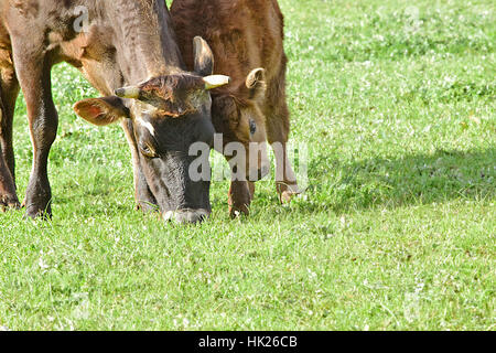 Les vaches à Churchill Heritage Farm, Churchill Island, Victoria, Australie Banque D'Images