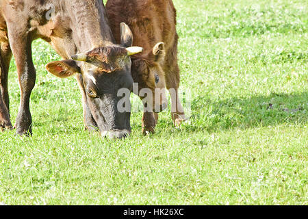 Les vaches à Churchill Heritage Farm, Churchill Island, Victoria, Australie Banque D'Images