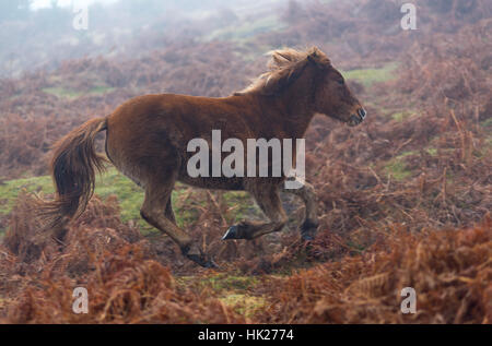 New Forest Pony Running Banque D'Images