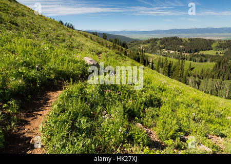 Le bannock Trail coupant à travers un pré sur son chemin vers le bas jusqu'à Grand Targhee Ski Resort. La Forêt nationale de Caribou-Targhee, Wyoming Banque D'Images