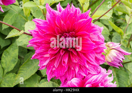 Dahlia Pennsgift en fleurs à Cornwall UK Banque D'Images