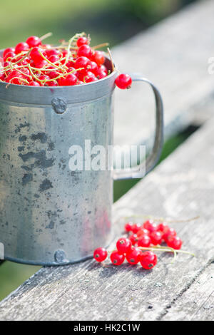 Baies de groseille rouge fraîchement cueillis dans la benne sur table de jardin. Vie d'été scène sans personnes. Banque D'Images