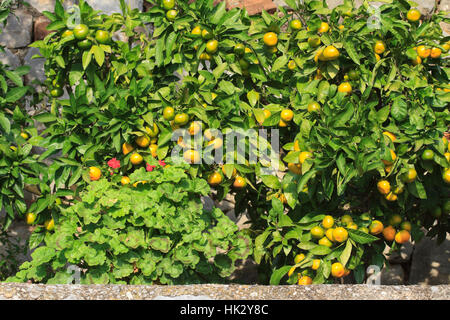 Mandarin basse des arbres avec des fruits mûrs. Banque D'Images