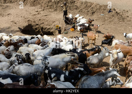 L'ETHIOPIE, le sud de l'ONU, vallée de l'Omo, Kangaten, village Kakuta, tribu Nyangatom, Shepherd donnez de l'eau à leurs chèvres à partir de l'eau dans les trous de la rivière Kibish sec , la région souffre de l'extrême rareté de l'eau Banque D'Images