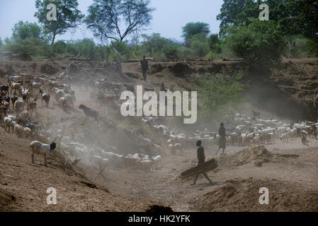 L'ETHIOPIE, le sud de l'ONU, vallée de l'Omo, Kangaten, village Kakuta, tribu Nyangatom, Shepherd rechercher de l'eau pour leurs chèvres, rivière Kibish sec , la région souffre de l'extrême rareté de l'eau Banque D'Images