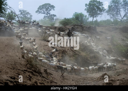 L'ETHIOPIE, le sud de l'ONU, vallée de l'Omo, Kangaten, village Kakuta, tribu Nyangatom, Shepherd rechercher de l'eau pour leurs chèvres, rivière Kibish sec , la région souffre de l'extrême rareté de l'eau Banque D'Images