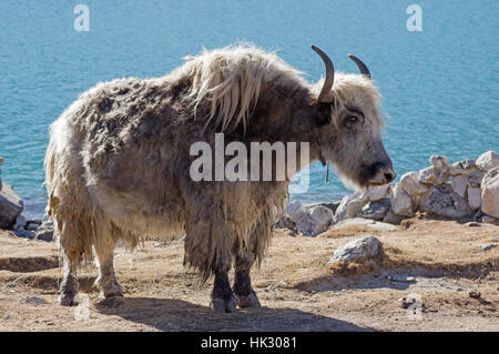 Un yak près de Lac Gokyo au Népal Banque D'Images