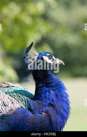 La Faune : Homme, indienne ou paons paons bleus (Pavo cristatus). Banque D'Images