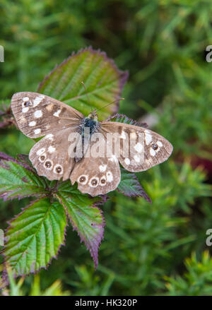 Bois moucheté butterfly. Banque D'Images