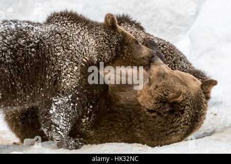 Message d'ours brun femelle 1-year-old cub (Ursus arctos arctos) en position allongée sur le dos dans la neige en hiver Banque D'Images