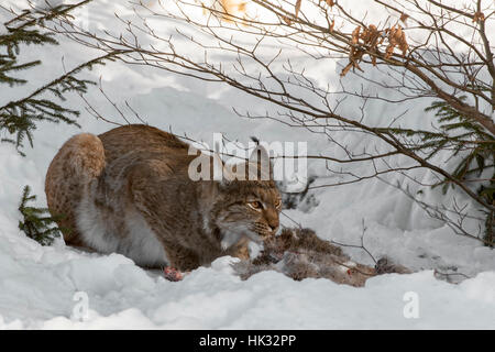 Le lynx eurasien (Lynx lynx) se nourrir de chevreuils tués dans la neige en hiver Banque D'Images