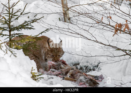 Le lynx eurasien (Lynx lynx) se nourrir de chevreuils tués dans la neige en hiver Banque D'Images