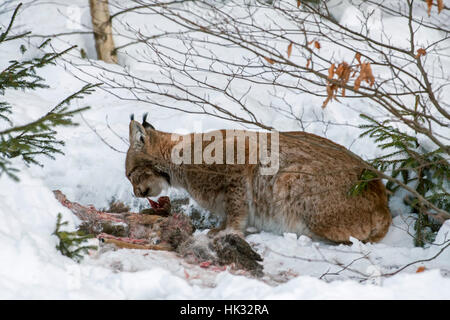 Le lynx eurasien (Lynx lynx) se nourrir de chevreuils tués dans la neige en hiver Banque D'Images