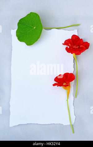 Fleurs d'été capucine rouge sur un fond blanc et du papier déchiré avec copie espace. Banque D'Images