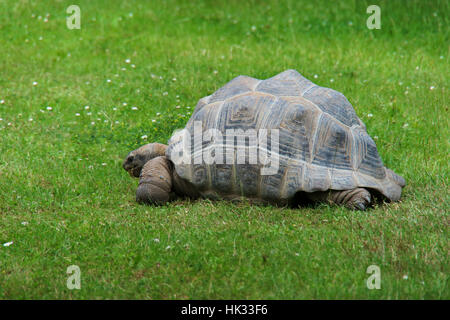 Tortue tortue géante, gris, Galapagos Banque D'Images