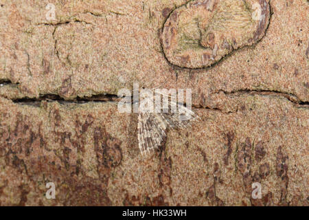 Vingt-plume ou bien des plumes-Moth (Alucita hexadactyla), Banque D'Images