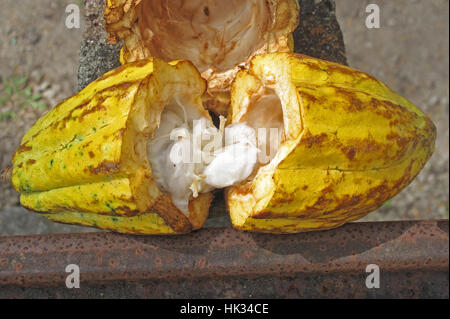 Cacao (Theobroma cacao) ouvert cocao pod Fond Doux Plantation, St Lucia, Petites Antilles Novembre Banque D'Images