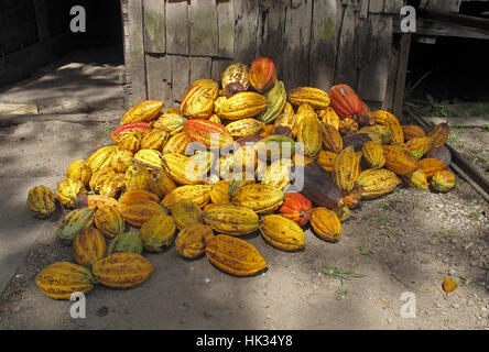 Cacao (Theobroma cacao) gousses récoltées fond doux plantation, St Lucia, Petites Antilles Décembre Banque D'Images