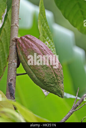 Cacao (Theobroma cacao) pod growing on tree fond doux plantation, St Lucia, Petites Antilles Décembre Banque D'Images