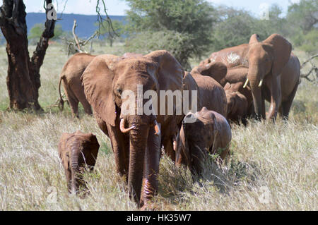 Troupeau d'éléphants promenades à travers la savane du parc de Tsavo Ouest au Kenya Banque D'Images