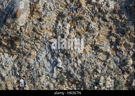 Close up de roche granitique montrant les cristaux, Land's End, Cornwall, UK Banque D'Images