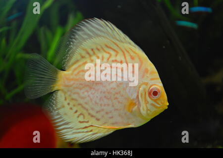 Poissons Discus albinos vivent dans réservoir planté Banque D'Images