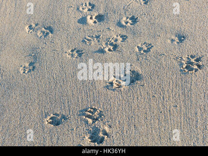 Empreintes dans le sable, Sennen Cove, Cornwall, UK Banque D'Images