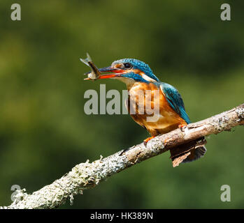 Poisson pour thé Banque D'Images