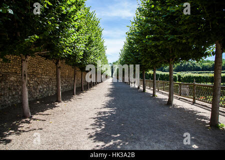 Allée d'arbres au château de Villandry, dans la vallée de la Loire, France Banque D'Images