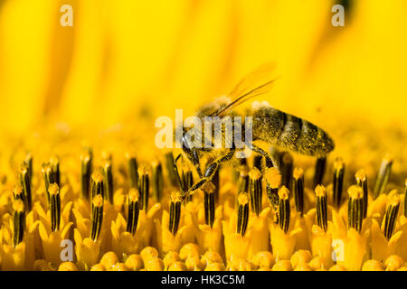Une abeille carniolienne (Apis mellifera carnica) est la collecte de nectar à un tournesol (helianthus annuus) blossom Banque D'Images