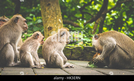 L'ouverture de la noix de coco, les macaques à longue queue, Macaca fascicularis, dans la forêt des singes sacrés, Ubud, Indonésie Banque D'Images