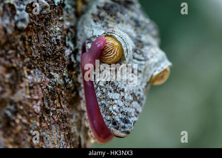 Un gecko Uroplatus. Le gecko nocturne qui passent la majeure partie de la lumière du jour accroché à la verticale sur le tronc des arbres , la tête en bas, de repos.endémique à Madagascar. Banque D'Images