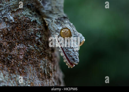 Un gecko Uroplatus. Le gecko nocturne qui passent la majeure partie de la lumière du jour accroché à la verticale sur le tronc des arbres , la tête en bas, de repos.endémique à Madagascar. Banque D'Images