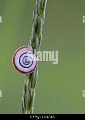 Escargot, coquille d'escargot, vierge, européen, de race blanche, striée, escargot, coquille d'escargot, Banque D'Images