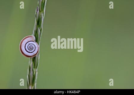 Escargot, coquille d'escargot, vierge, européen, de race blanche, striée, escargot, coquille d'escargot, Banque D'Images