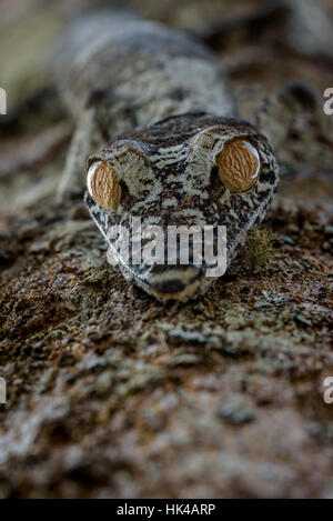 Un gecko Uroplatus. Le gecko nocturne qui passent la majeure partie de la lumière du jour accroché à la verticale sur le tronc des arbres , la tête en bas, de repos.endémique à Madagascar. Banque D'Images