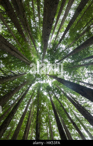 Bois Rouge californien Forrest, forêt de hêtres, Victoria, Australie Banque D'Images