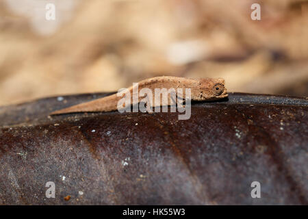 Petit caméléon Brookesia minima, micra (Brookesia minima), plus petit caméléon et parmi les plus petits reptiles du monde. Nosy mangabe, madaga Banque D'Images