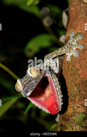 Feuille géant-tail Gecko, l'Uroplatus fimbriatus, Nosy Mangabe Réserve de parc, Madagascar. Gecko avec bouche ouverte montrant sa langue rouge comme défense contre Banque D'Images